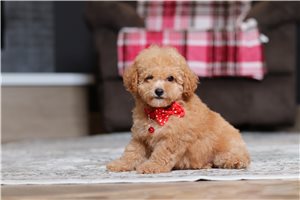 Gilbert - Poodle, Miniature for sale