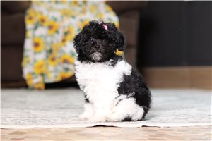 Khloe - Poodle, Miniature for sale