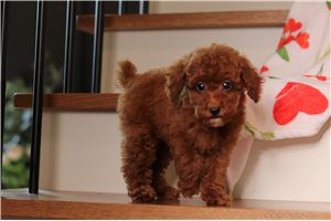 Clancy - Miniature Poodle for sale