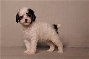 Indigo - Poodle, Miniature for sale