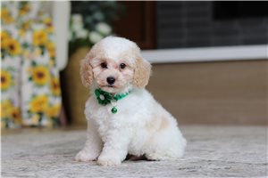 Dillon - Poodle, Miniature, placed in Tuscarawas Co