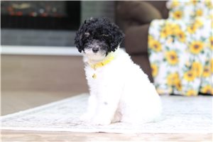 Ingrid - Poodle, Miniature for sale