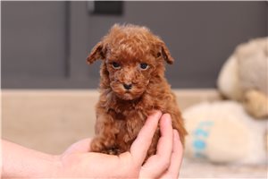 Cindy - Poodle, Miniature for sale