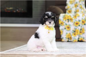 Ives - Poodle, Miniature for sale