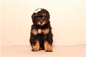 Jira - Poodle, Miniature for sale