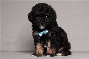 Flint - Poodle, Miniature for sale