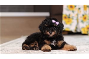 Jira - Poodle, Miniature for sale