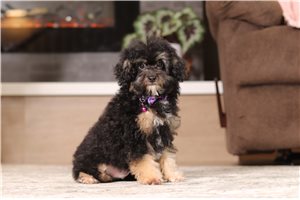 Flint - Poodle, Miniature for sale