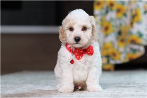 Dillon - puppy for sale