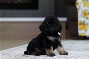Kalen - Poodle, Miniature for sale