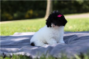 Amaury - Miniature Poodle for sale