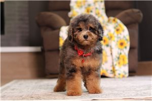 Fisher - Poodle, Miniature for sale