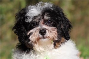 Beta - Miniature Poodle for sale