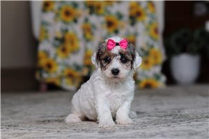 Etta - Miniature Poodle for sale