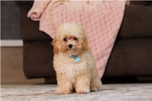 Boston - Miniature Poodle for sale