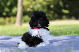 Khloe - puppy for sale