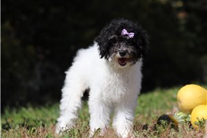 Ingrid - Miniature Poodle for sale