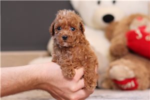 Carter - puppy for sale