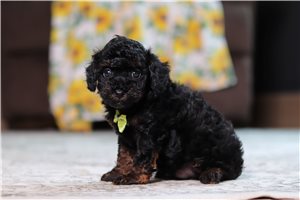 Dino - puppy for sale