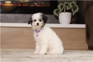 Indigo - Poodle, Miniature, placed in Tuscarawas Co