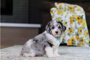 Amigo - Poodle, Miniature for sale