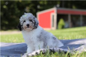 Amari - Miniature Poodle for sale