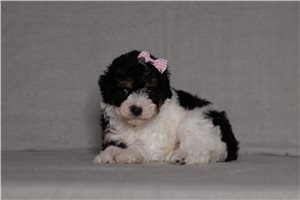 Joan - puppy for sale