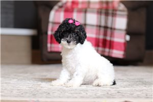 Ingrid - Poodle, Miniature for sale