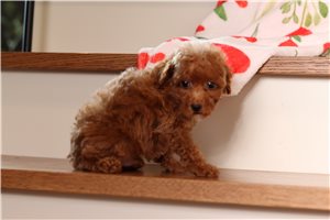 Carter - Poodle, Miniature for sale