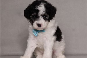 Izzy - puppy for sale