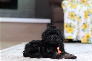 Kristoff - Miniature Poodle for sale