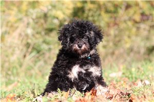 Kalen - Miniature Poodle for sale