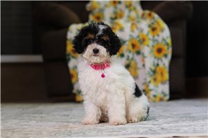 Faye - puppy for sale