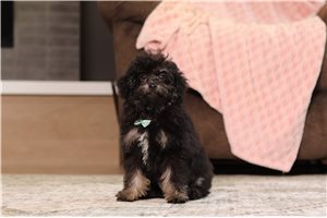 Kristoff - Miniature Poodle for sale