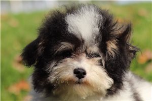 Izzy - Miniature Poodle for sale