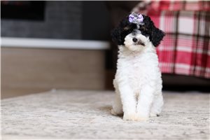 Inez - Poodle, Miniature for sale
