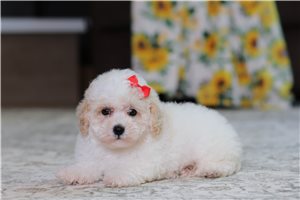 Birdie - puppy for sale