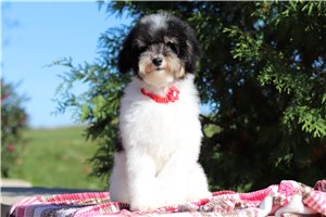 Ives - Miniature Poodle for sale