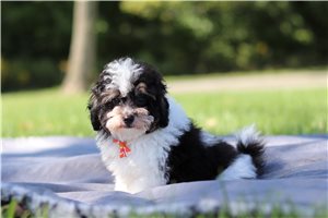 Beta - Miniature Poodle for sale