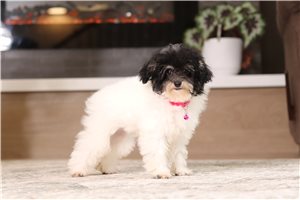 Geraldine - Miniature Poodle for sale