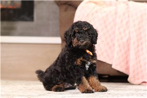 Dawson - Miniature Poodle for sale