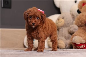 Clancy - puppy for sale
