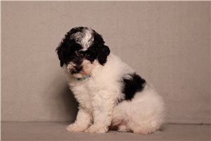 Elias - Poodle, Miniature for sale