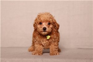 Giles - Poodle, Miniature for sale