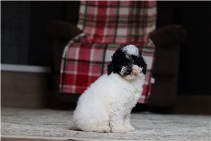 Elias - Poodle, Miniature for sale