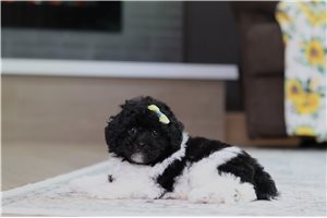 Khloe - Poodle, Miniature for sale