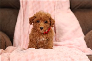 Carter - Miniature Poodle for sale