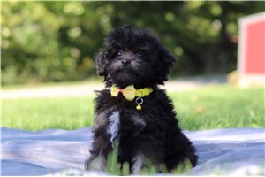 Kristoff - puppy for sale