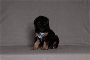 Jobie - Poodle, Miniature for sale