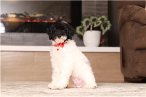 Iziah - Miniature Poodle for sale